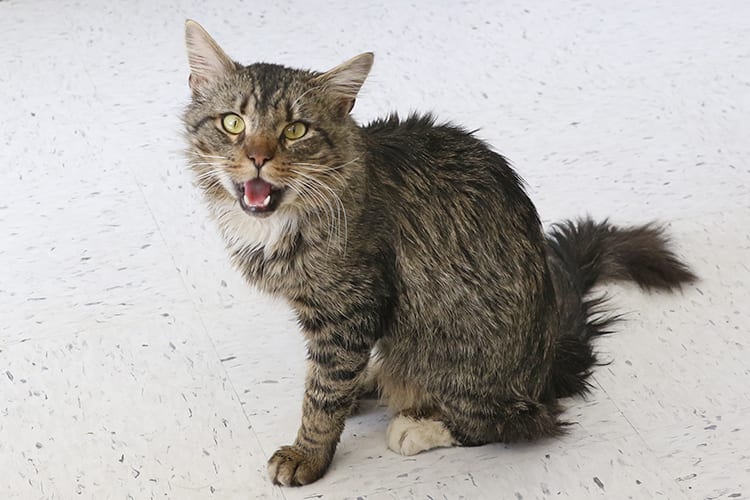 Rabid cat found in Dorchester