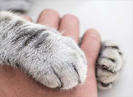 fordampning bøf Mange ahs-cat-paws-thumb - Animal Rescue League of Boston