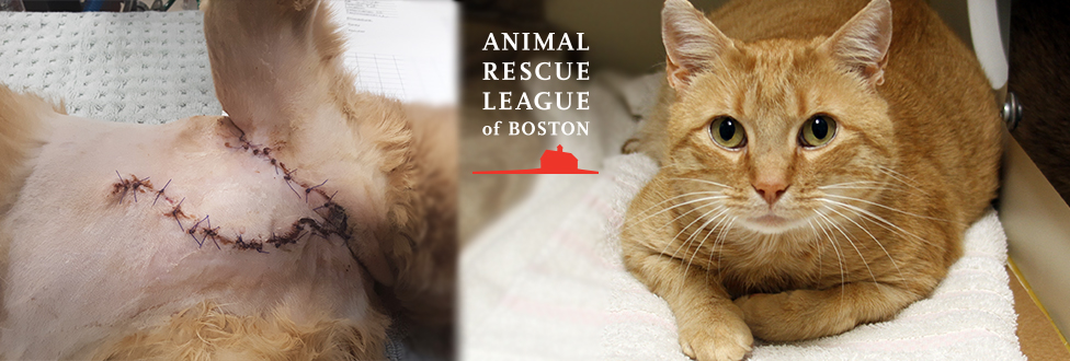 After overcrowding situations, cats finding new homes through the Animal  Rescue League of Boston