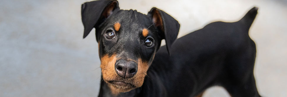 Adopt a Pet from the Animal Rescue League of Boston Adopt a Pet from the Animal Rescue League of Boston