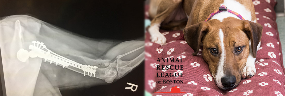 two photos: right, x-ray, left, dog sitting