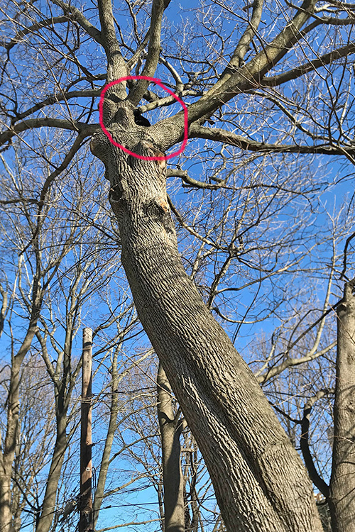 cat in a tree rescue