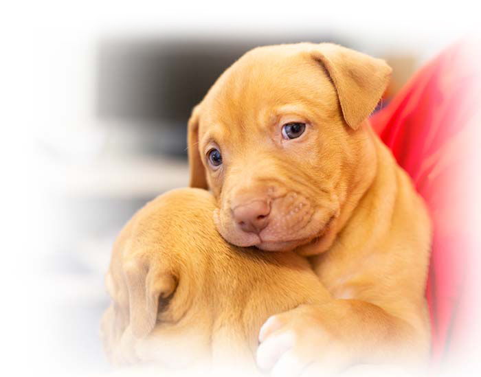 ARL-puppies-in-arms1 ARL puppies in arms