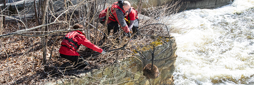 Two ARL Field Services members catching beaver in humane trap