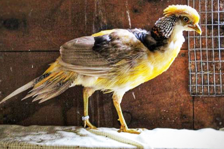 Golden Pheasant - Carolina Avian Research and Education