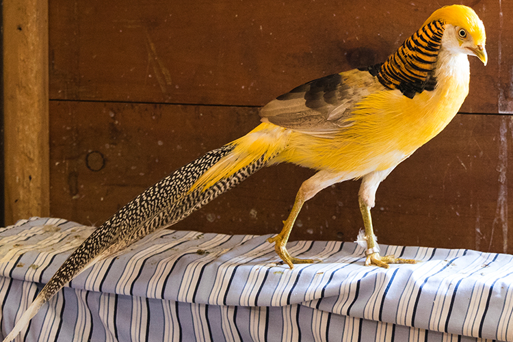 golden pheasant pictures