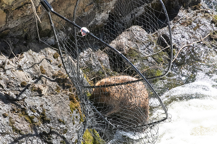 The beaver was approximately 15 feet below a ridge.