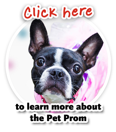 Pet prom button