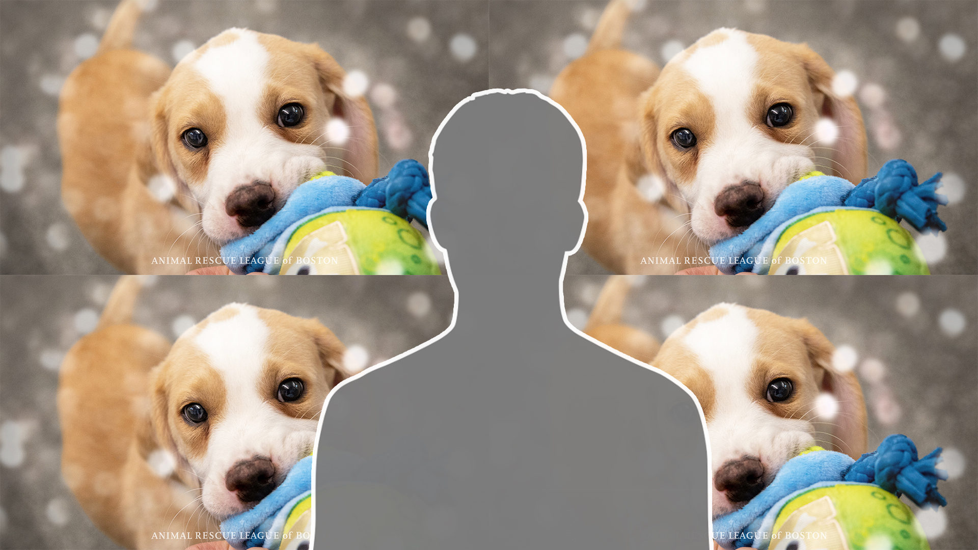 Dog Virtual Backgrounds For Zoom