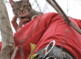 ARL Field Services rescuing a cat from a tree
