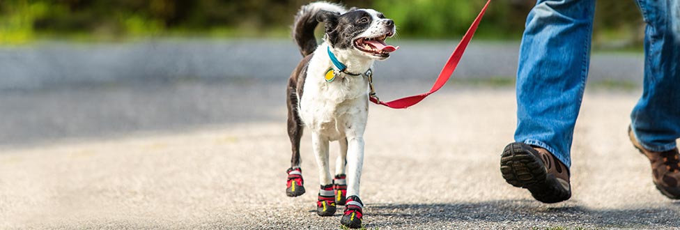 dog outside on leash walking in dog boots