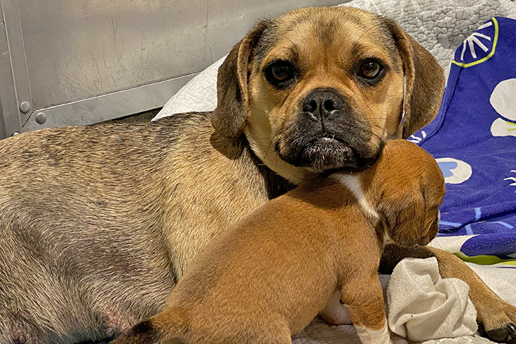 puggle and friends rescue