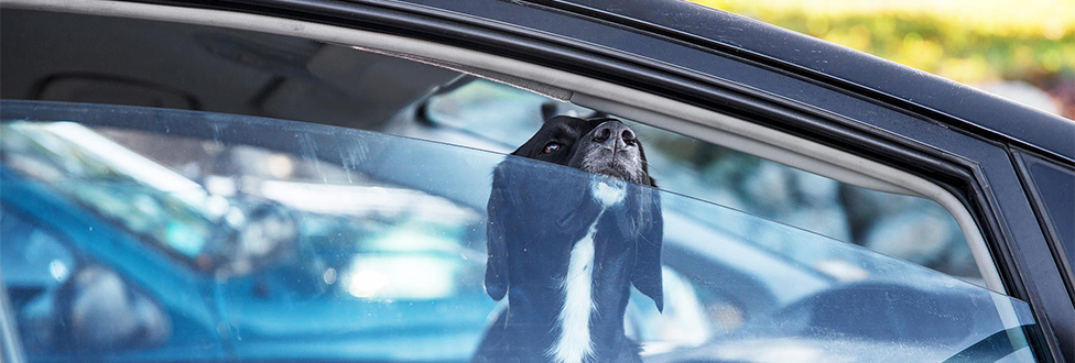 Black and white dog sticking his nose out of car window
