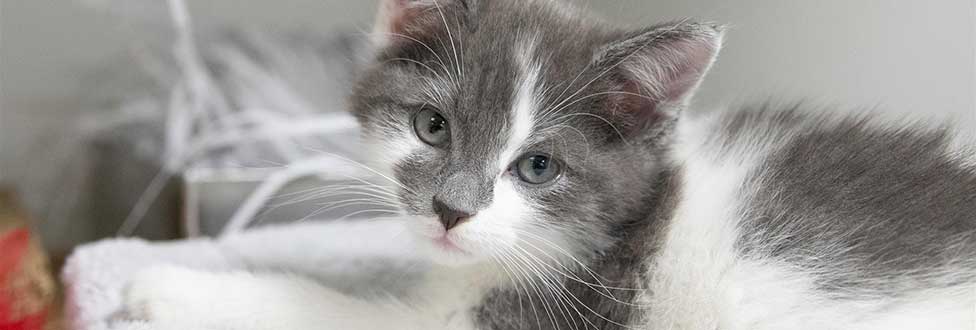 Gray and white kitten laying down looking towards camera