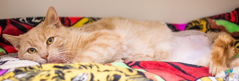 orange tabby cat laying