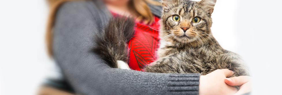 longhaired tabby cat being held