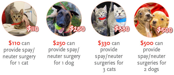 Spay and neuter symbolic gifts