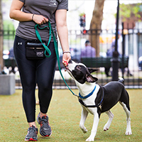 Volunteer walking alongside a dog