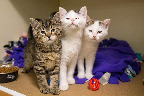 three kittens together 