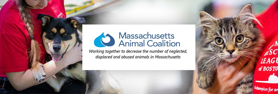 ARL Receives Grant from MAC's “I'm Animal Friendly” License Plate Emergency  Covid-19 Spay/Neuter Grant - Animal Rescue League of Boston