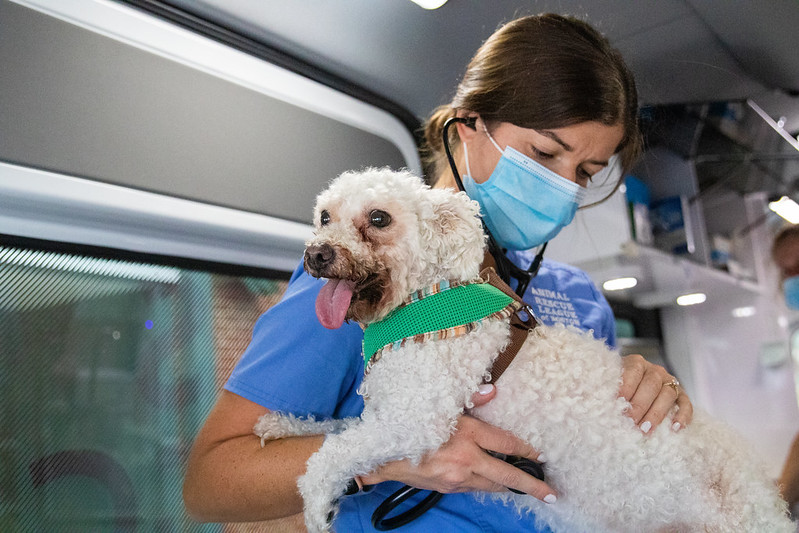 Muenca being examined by ARL vet