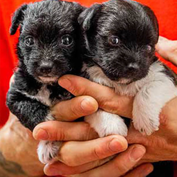two puppies being held by ARL staff member