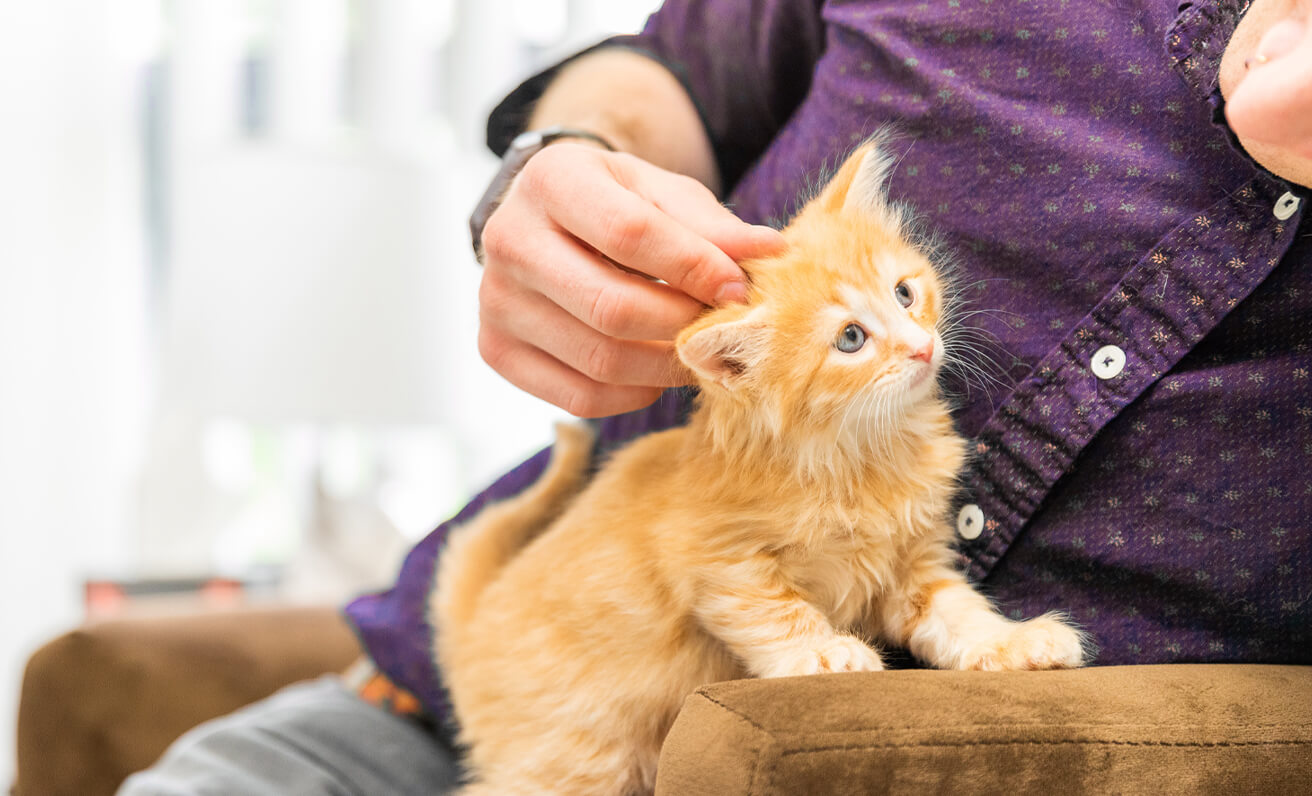 orange kitten being pet