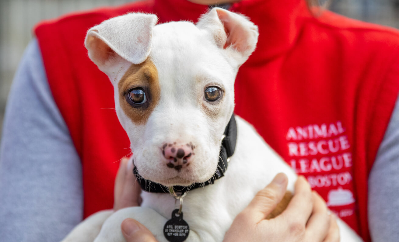 puppy being held by ARL staff member