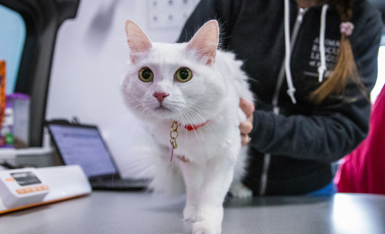 cat on an exam table in ARL Wellness Waggin'