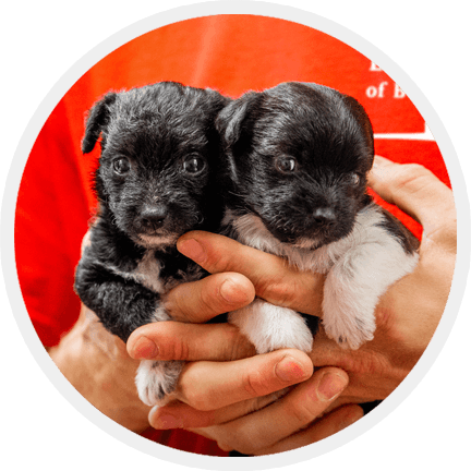 circle image of two puppies being held