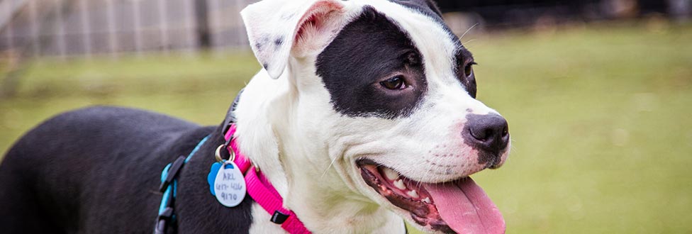 Tiny, a black and white dog adopted from ARL