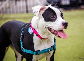 Tiny, a black and white dog adopted from ARL