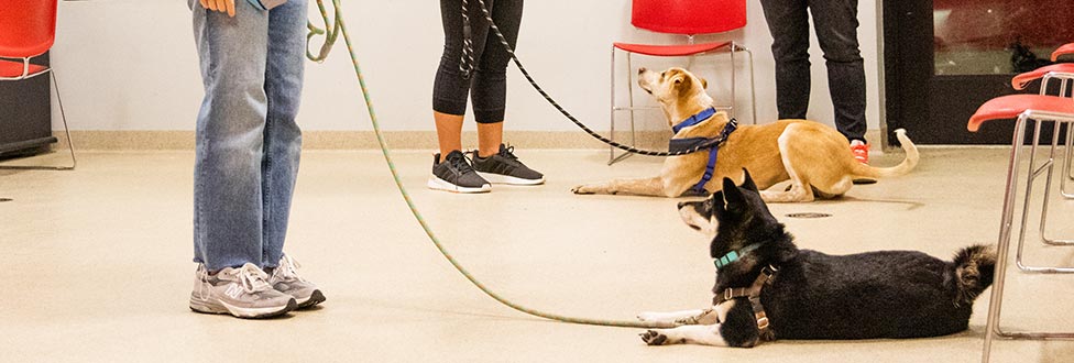 Dog Training - Animal Rescue League of Boston