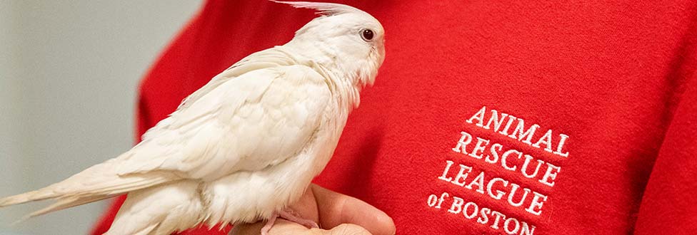 Small white bird being held by ARL staff member