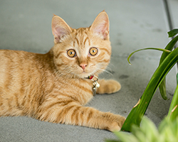 Small orange tabby kitten next to green plant