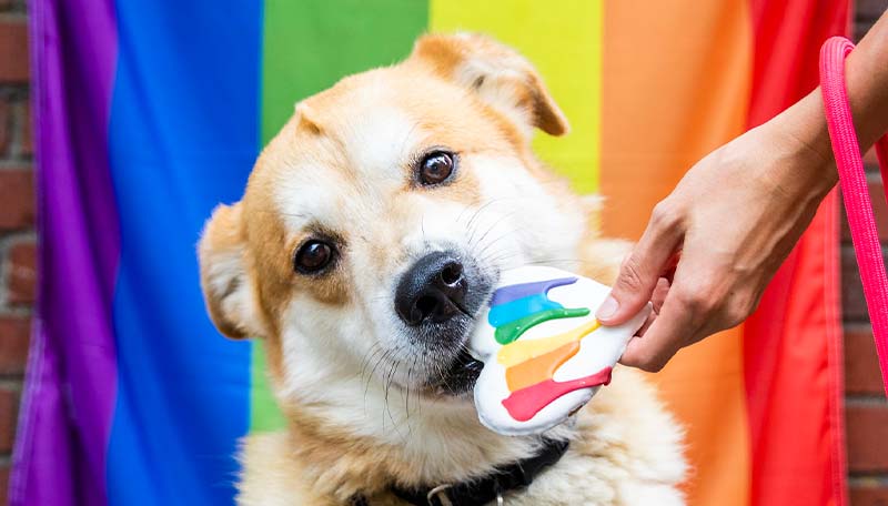 ARL dog behind pride flag eating pride decorated dog cookie