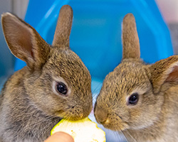 two bunnies eating a treat