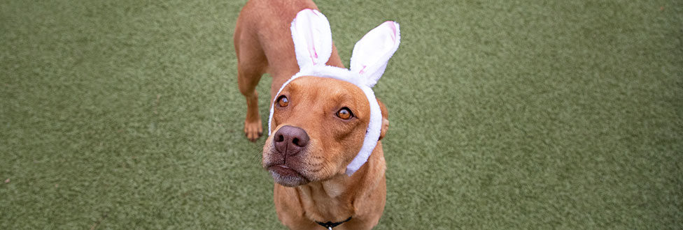 Dog wearing bunny ears