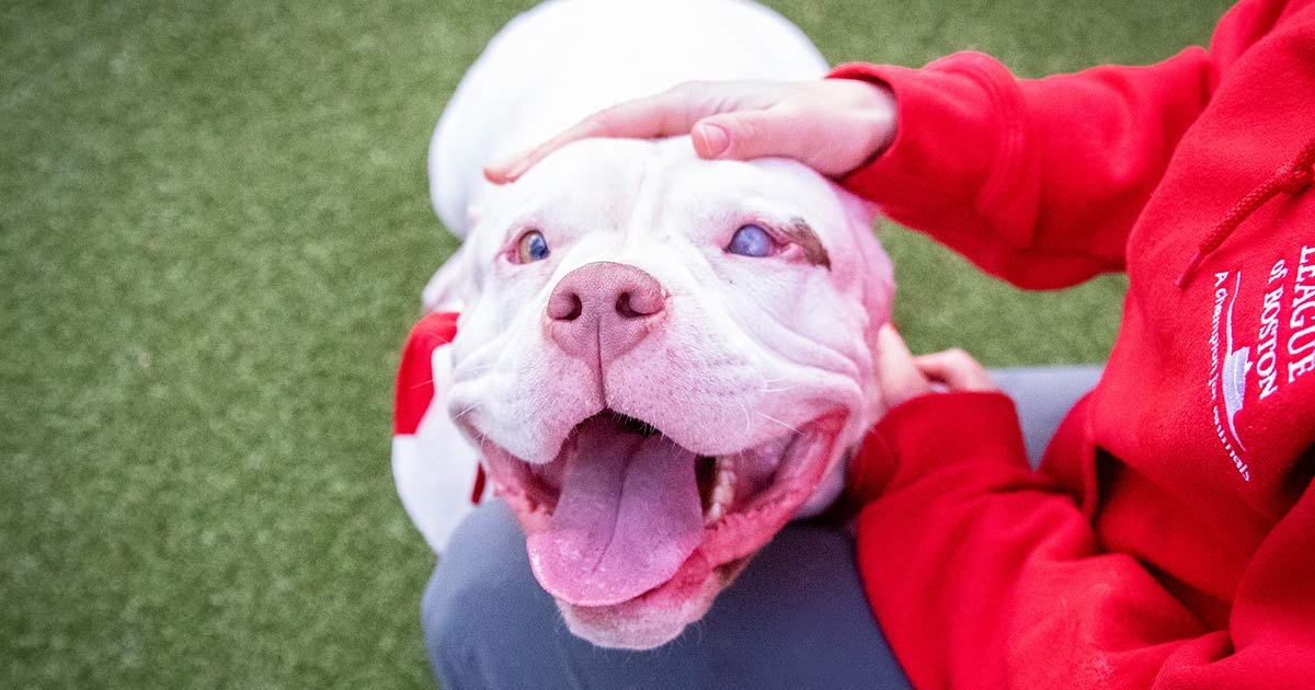 ARL dog smiling up at camera with staff member