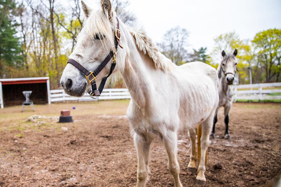 Two ponies at ARL dedham in their main paddock