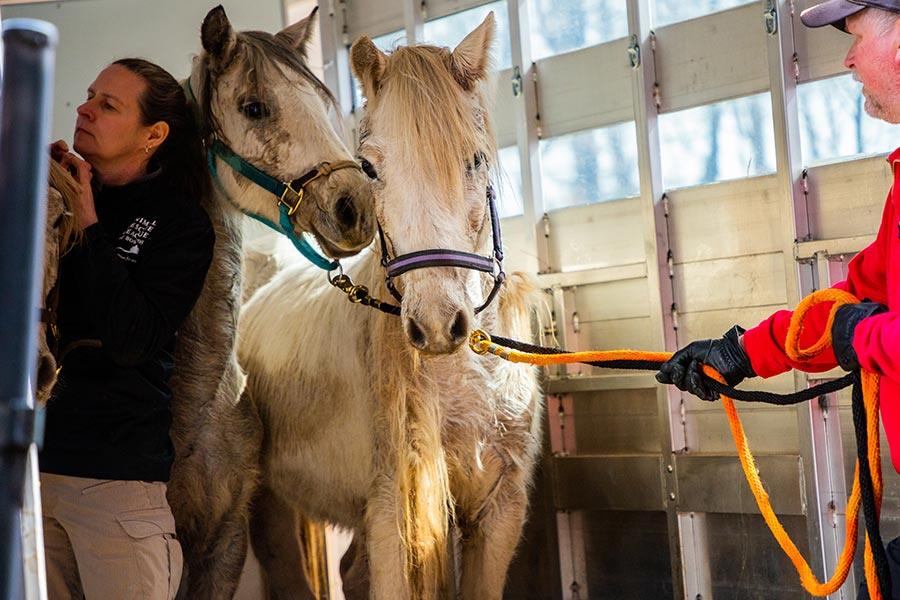 Two ponies in ARL trailer with staff