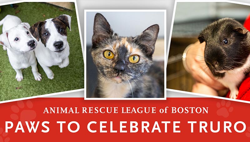Paws to celebrate Truro banner featuring three animal photos