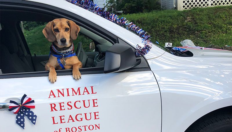 Beagle posing in a parked car with window open