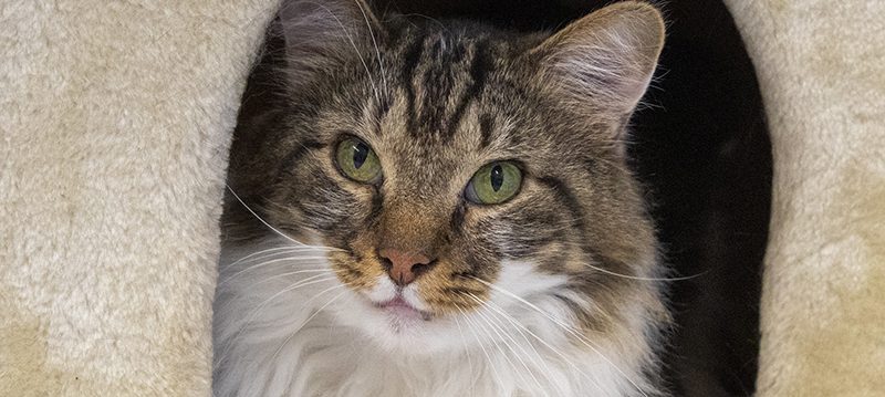 behavior-cats-header longhaired tabby cat in a cat cubby