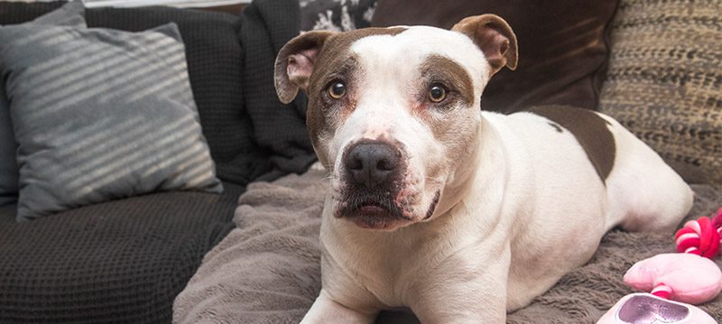 behavior-dogs-header dog sitting on a couch