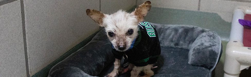 small emaciated dog wearing a sweater, sitting