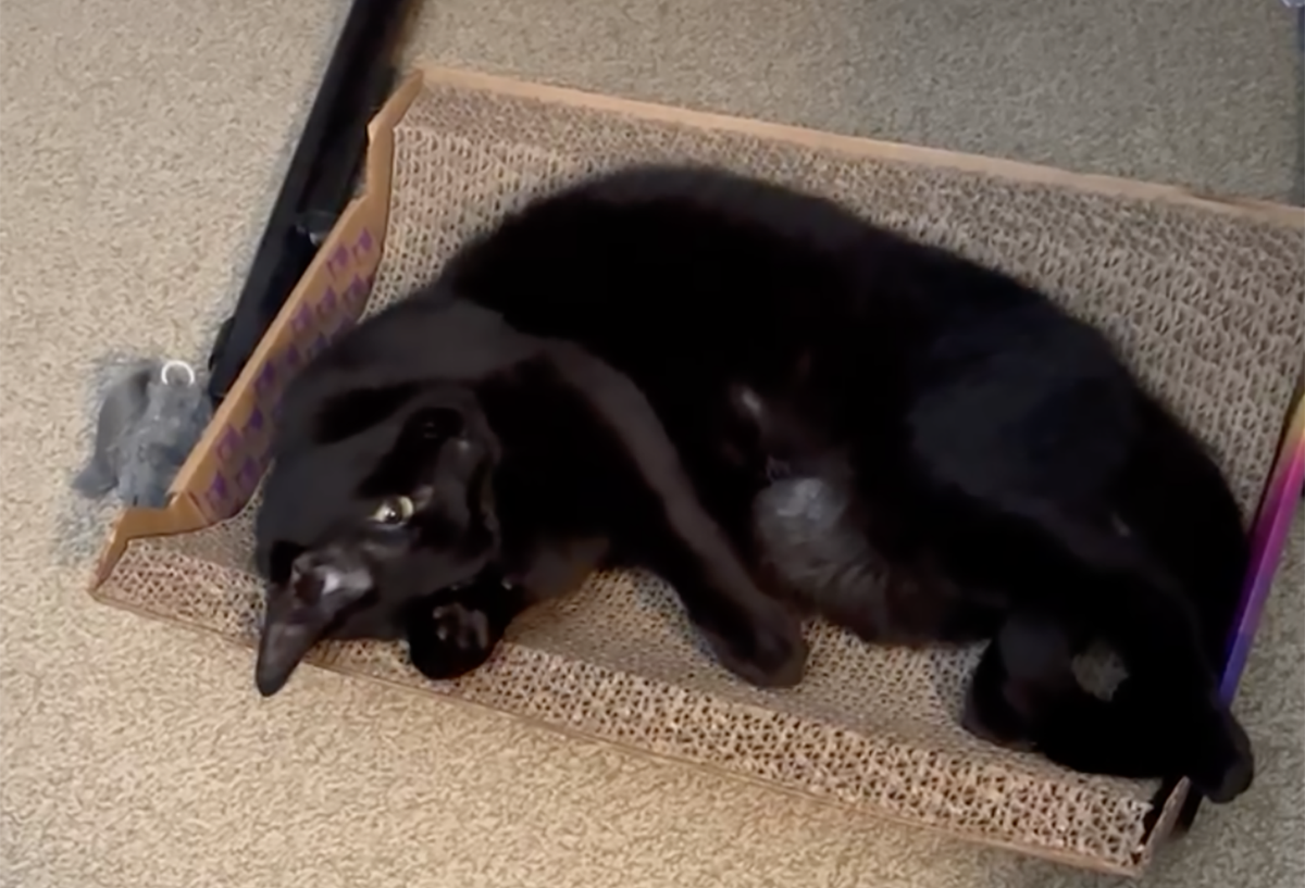 A black cat laying on a cat scratch pad
