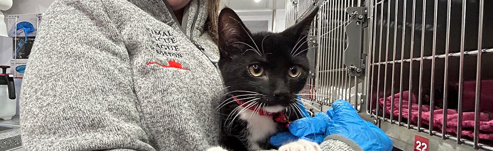 Small black and white cat being held by ARL staff