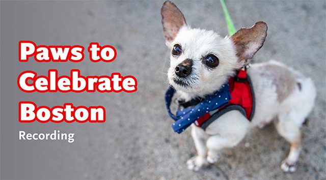 small Chihuahua dog looking up at the camera. Text 