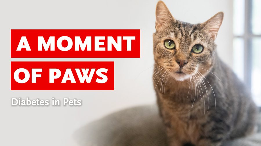 A Moment of Paws: Diabetes in pets text and tabby cat looking at the camera